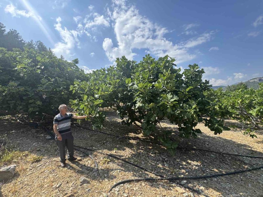 Antalya’da Sıcak Hava Siyah İncir Rekoltesini Yüzde 50 Düşürdü