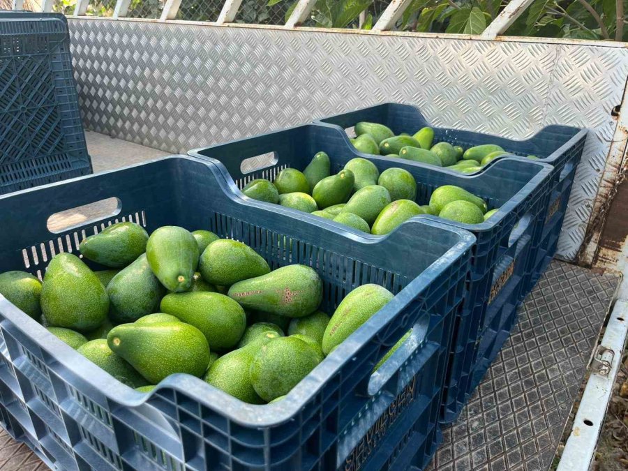 Alanya’da Erkenci Clifton Cinsi Avokado Hasadı Başladı