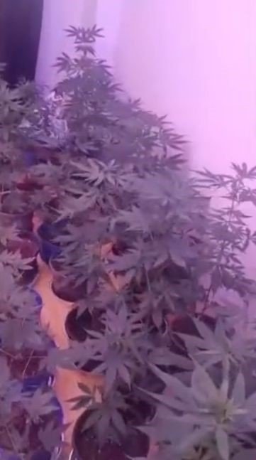 Konya’da 82 Ayrı Uyuşturucu Operasyonu: 79 Şüpheli Tutuklandı