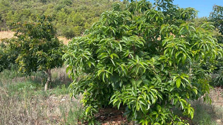 Alanya’da Erkenci Clifton Cinsi Avokado Hasadı Başladı