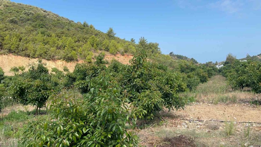 Alanya’da Erkenci Clifton Cinsi Avokado Hasadı Başladı