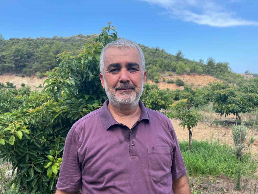 Alanya’da Erkenci Clifton Cinsi Avokado Hasadı Başladı