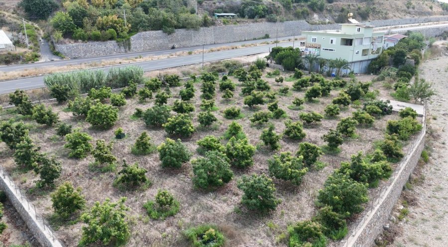 Alanya’da Erkenci Clifton Cinsi Avokado Hasadı Başladı