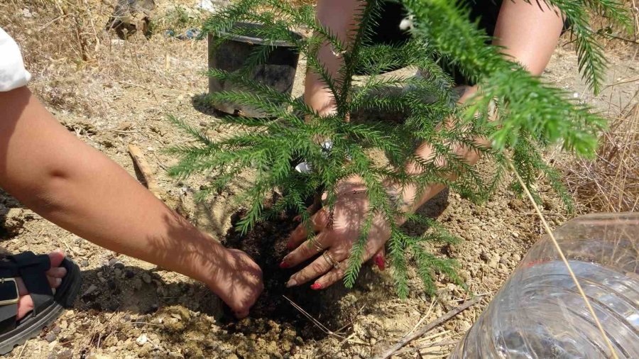 10 Yaşındaki Elif’in Fidan Sevgisi Hüsranla Sonuçlandı