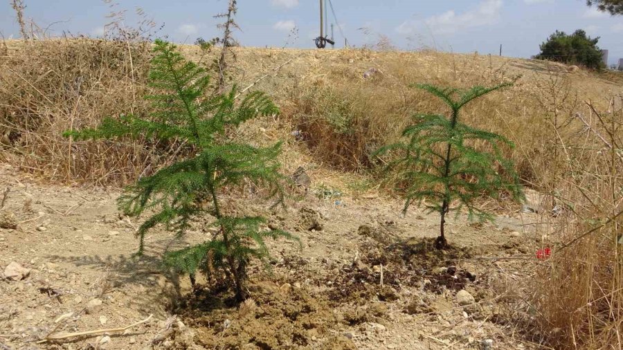 10 Yaşındaki Elif’in Fidan Sevgisi Hüsranla Sonuçlandı
