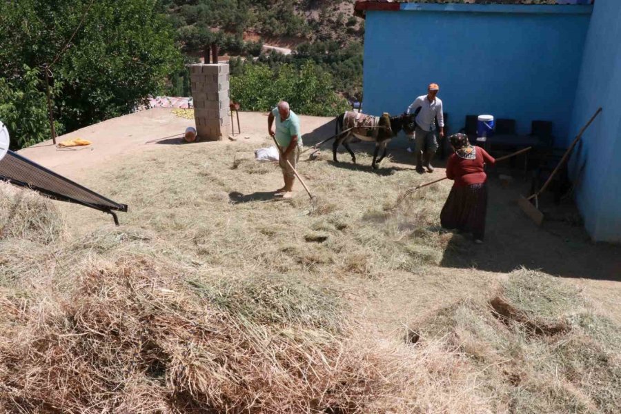 Konya’da Geleneksel Düvenle Saman Üretimi Sürdürülüyor