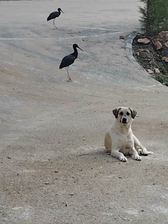 Nesli Tükenme Tehlikesi Altındaki Kara Leylekler, Bozkır’da Görüntülendi