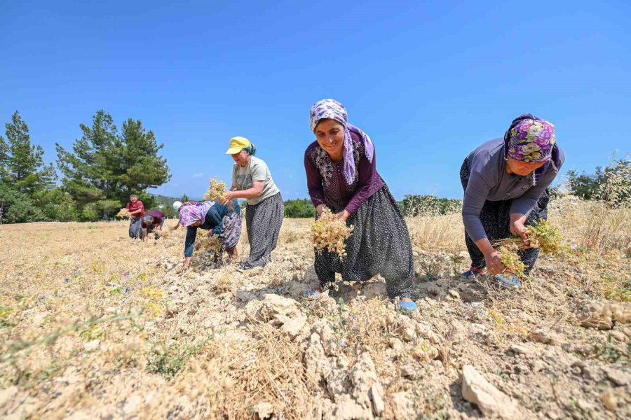 Gülnar’da Atalık Tohum Desteğiyle Üretilen Nohutlar Hasat Edildi