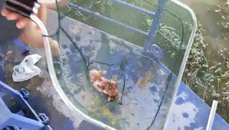 Çaya Düşüp Hayatta Kalma Mücadelesi Veren Yavru Kediyi Ekipler Kurtardı