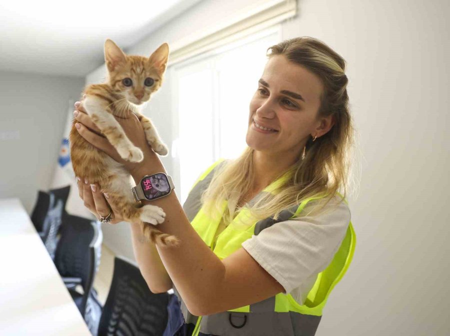 Çaya Düşüp Hayatta Kalma Mücadelesi Veren Yavru Kediyi Ekipler Kurtardı