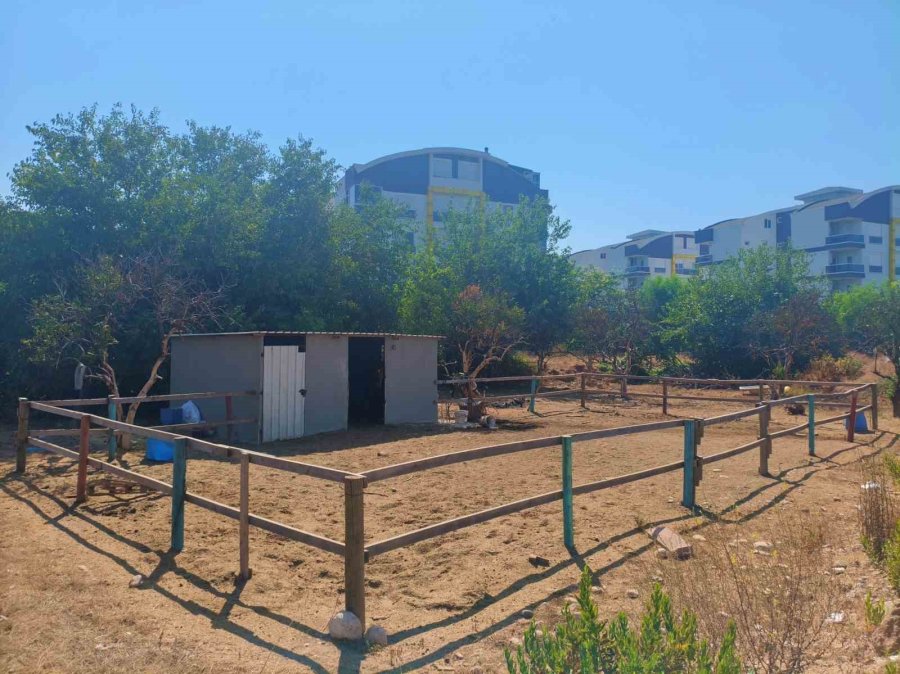 Attan Beklenmedik Hareket: Babasının Kucağındaki Çocuğu Isırarak Alıp Havaya Fırlattı