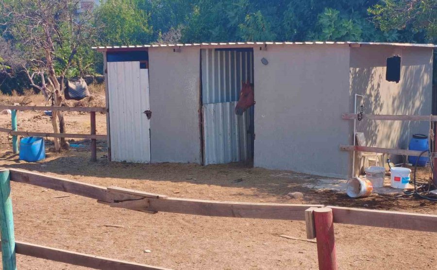 Attan Beklenmedik Hareket: Babasının Kucağındaki Çocuğu Isırarak Alıp Havaya Fırlattı