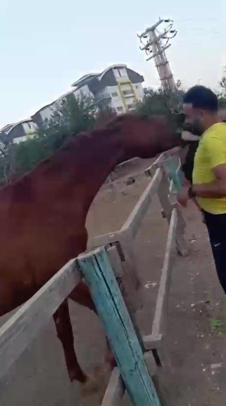 Attan Beklenmedik Hareket: Babasının Kucağındaki Çocuğu Isırarak Alıp Havaya Fırlattı