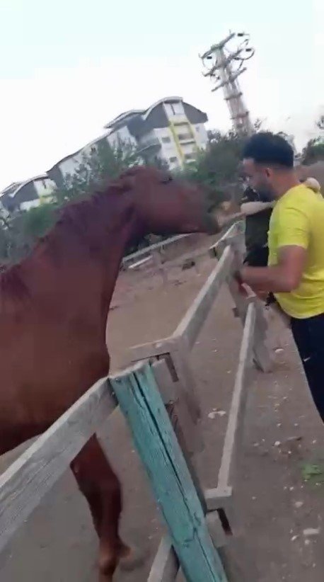 Attan Beklenmedik Hareket: Babasının Kucağındaki Çocuğu Isırarak Alıp Havaya Fırlattı