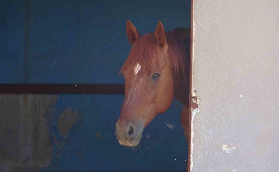 Attan Beklenmedik Hareket: Babasının Kucağındaki Çocuğu Isırarak Alıp Havaya Fırlattı