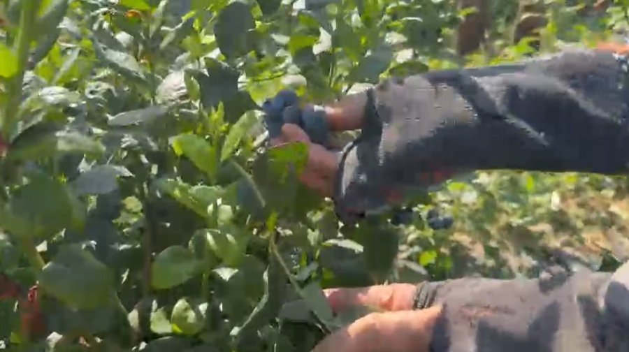 Küçük Bir Kasabadan Büyük Bir Pazara: Elmalı’nın Mavi Altını Yaban Mersini