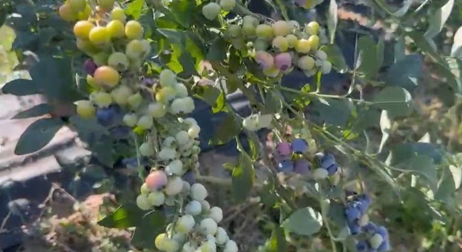 Küçük Bir Kasabadan Büyük Bir Pazara: Elmalı’nın Mavi Altını Yaban Mersini