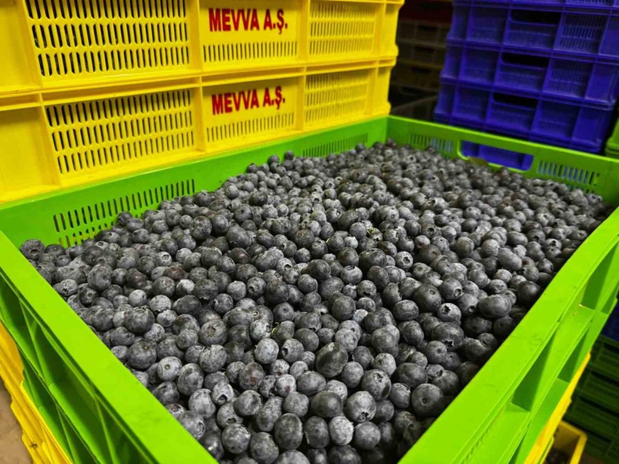 Küçük Bir Kasabadan Büyük Bir Pazara: Elmalı’nın Mavi Altını Yaban Mersini