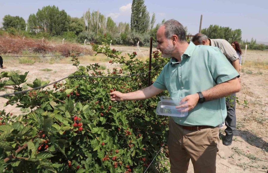 Nöhü’de Böğürtlen Hasadı Başladı