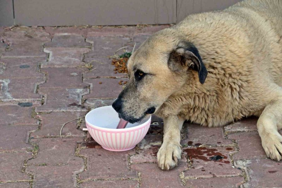 Antalya’nın Denizi Bile Yanıyor: Termometreler 45, Deniz Suyu 32 Derece