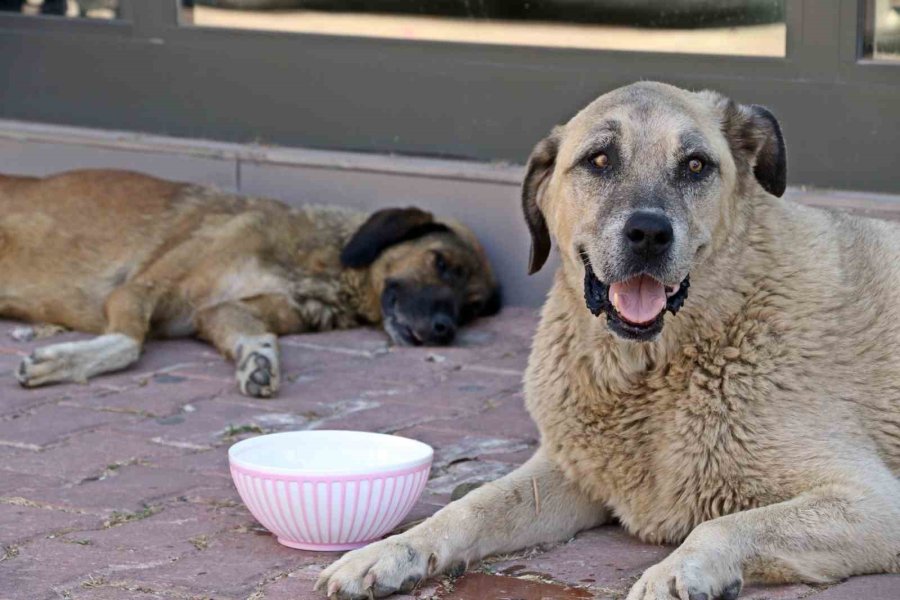Antalya’nın Denizi Bile Yanıyor: Termometreler 45, Deniz Suyu 32 Derece
