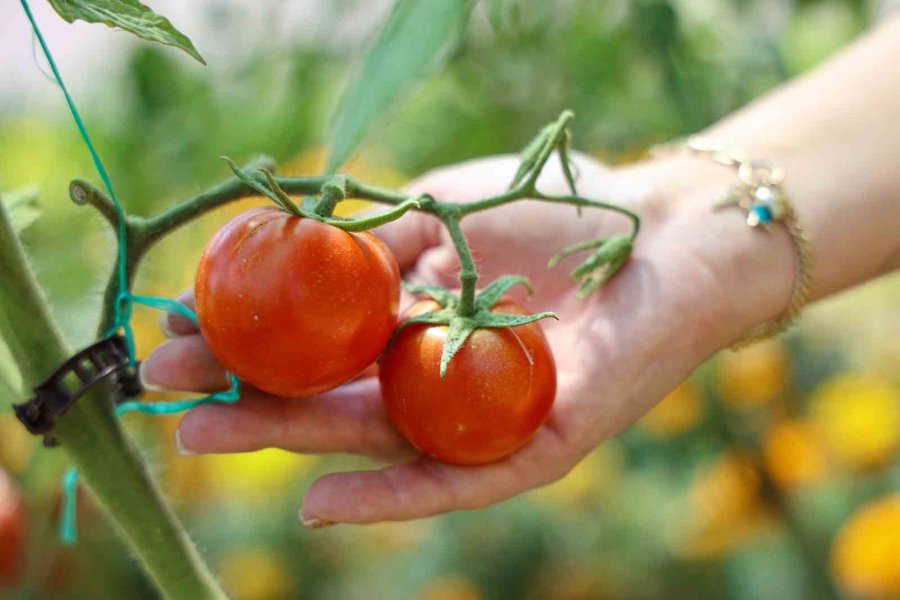 Büyükşehirden Kadınlara Üretim Desteği