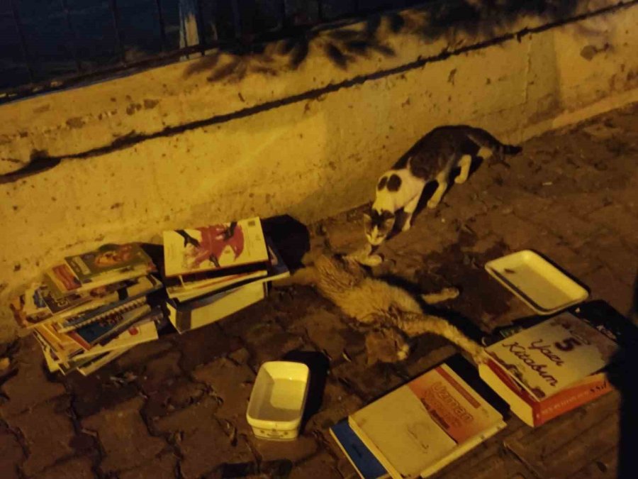 Sokakta Yaralı Gördükleri Yavru Kedi İçin Seferber Oldular