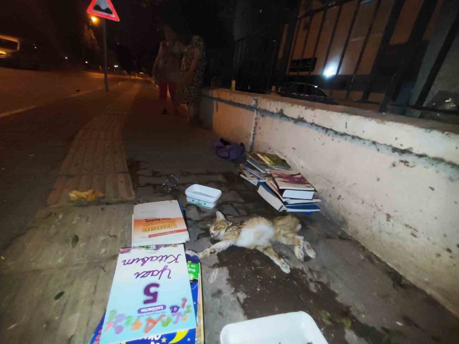 Sokakta Yaralı Gördükleri Yavru Kedi İçin Seferber Oldular