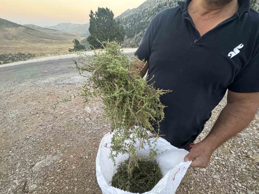 Şifalı Taş Kekiği İçin Bin 800 Rakımlı Yaylaya Çıkıyorlar