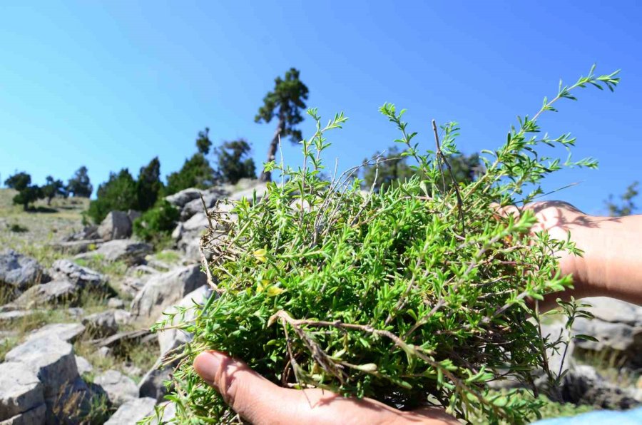 Şifalı Taş Kekiği İçin Bin 800 Rakımlı Yaylaya Çıkıyorlar