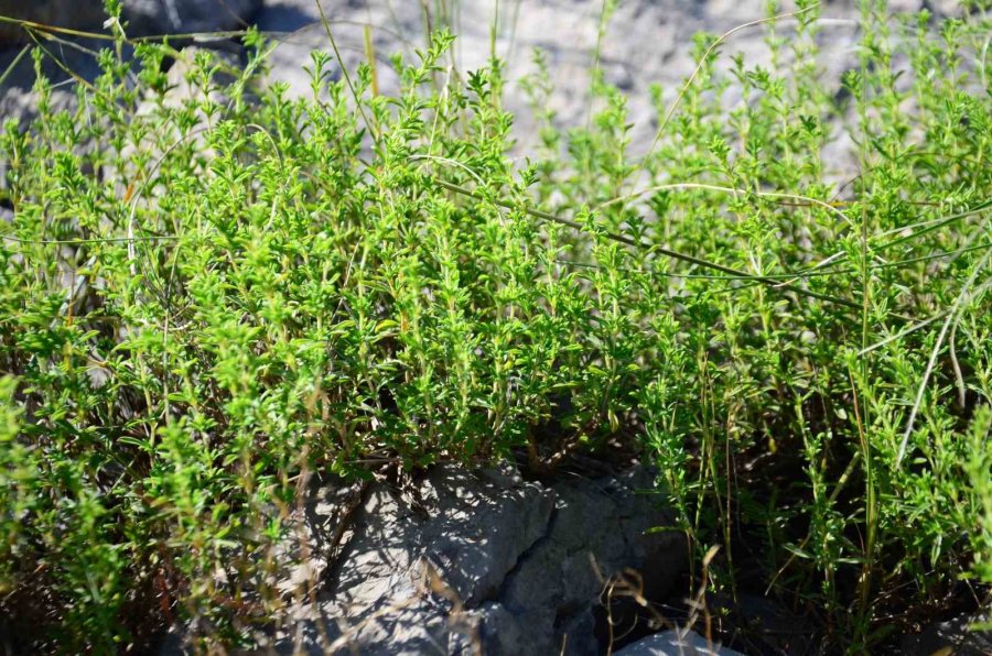 Şifalı Taş Kekiği İçin Bin 800 Rakımlı Yaylaya Çıkıyorlar