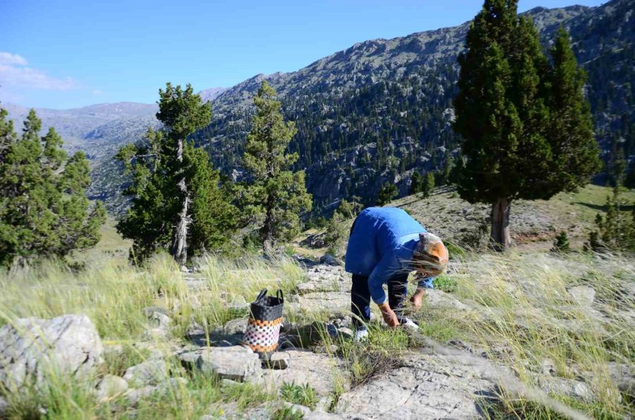 Şifalı Taş Kekiği İçin Bin 800 Rakımlı Yaylaya Çıkıyorlar