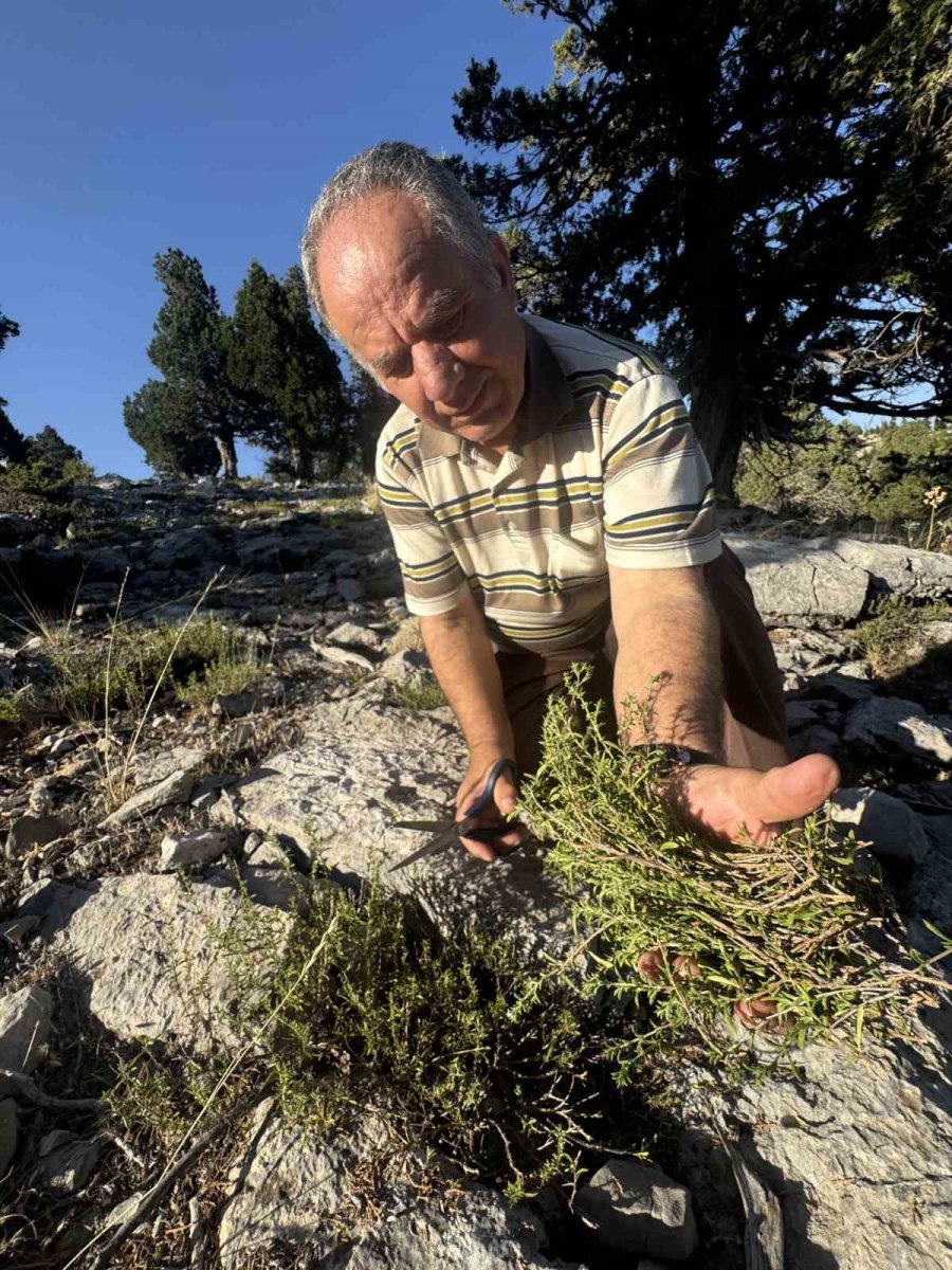 Şifalı Taş Kekiği İçin Bin 800 Rakımlı Yaylaya Çıkıyorlar