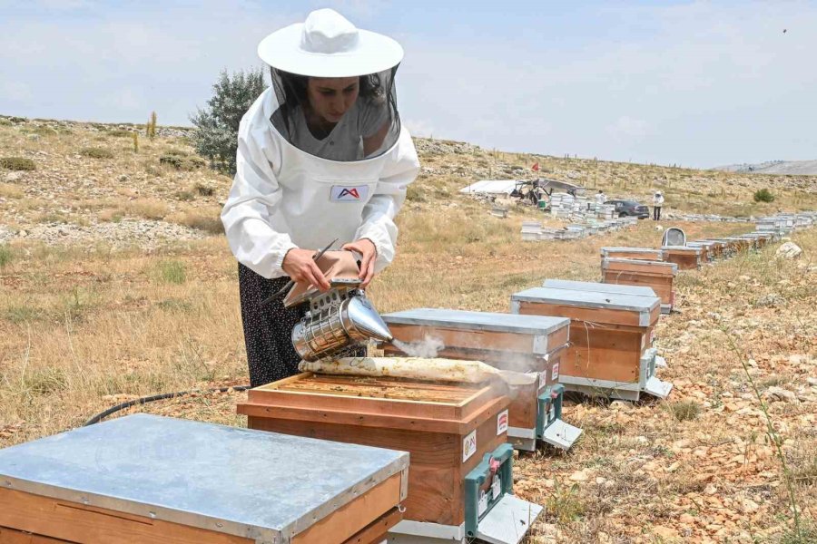 Mersin’de ‘altın Kovan Projesi’ İle Arı Yetiştiriciliğine Destek