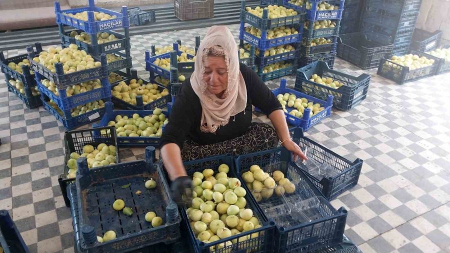 Altından Bal Damlayan İncir Üreticisinin Yüzü Güldü