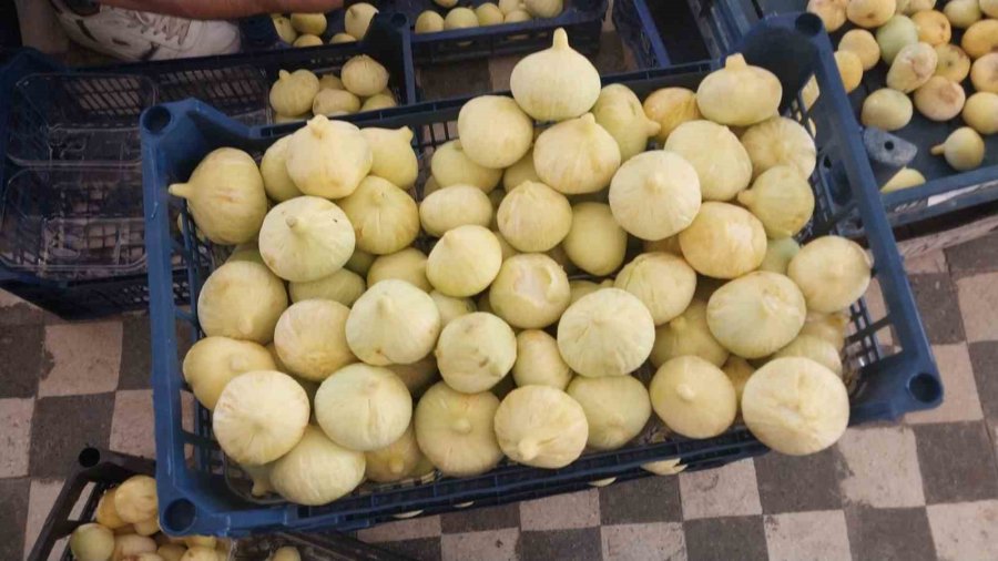 Altından Bal Damlayan İncir Üreticisinin Yüzü Güldü