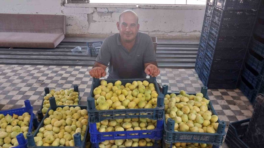 Altından Bal Damlayan İncir Üreticisinin Yüzü Güldü