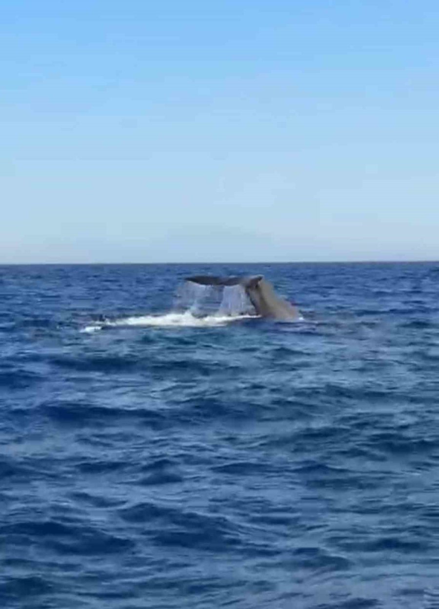 Antalya Açıklarında Orkinos Peşindeyken Balina İle Karşılaştılar