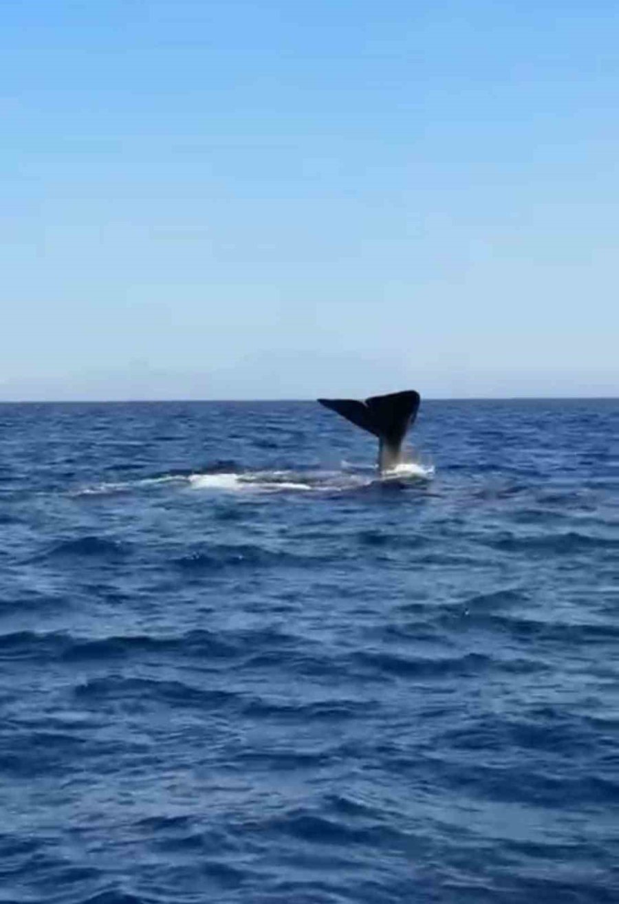 Antalya Açıklarında Orkinos Peşindeyken Balina İle Karşılaştılar