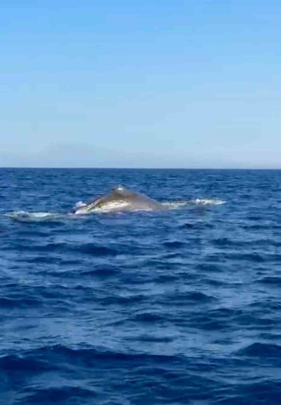 Antalya Açıklarında Orkinos Peşindeyken Balina İle Karşılaştılar