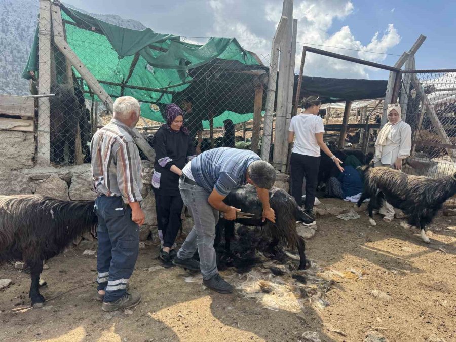Antalya’da Yüzyıllardır Süren Yörük Kültürü ’keçi Kıl Kırkımı’