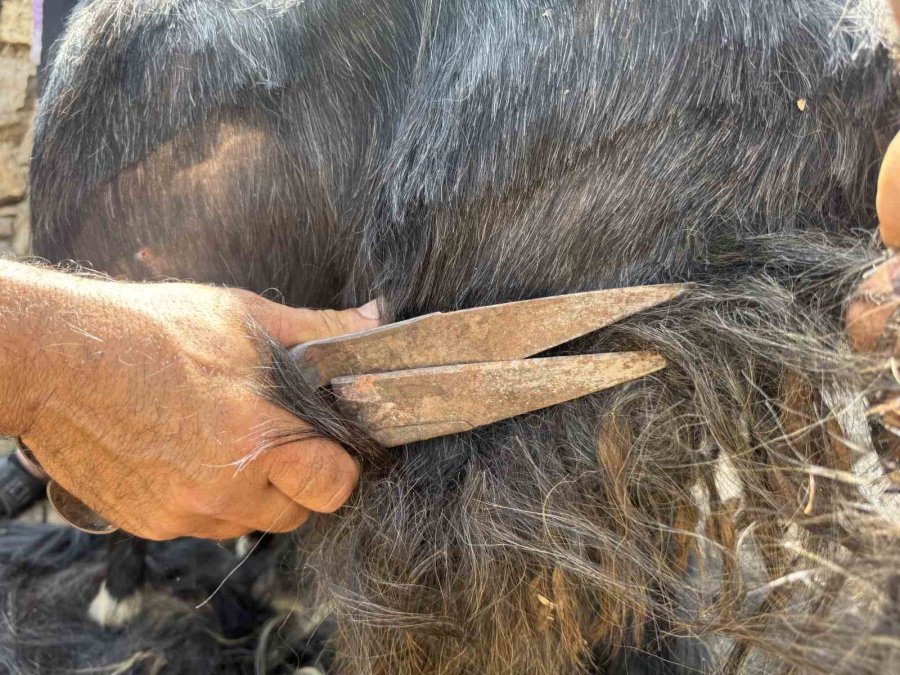 Antalya’da Yüzyıllardır Süren Yörük Kültürü ’keçi Kıl Kırkımı’