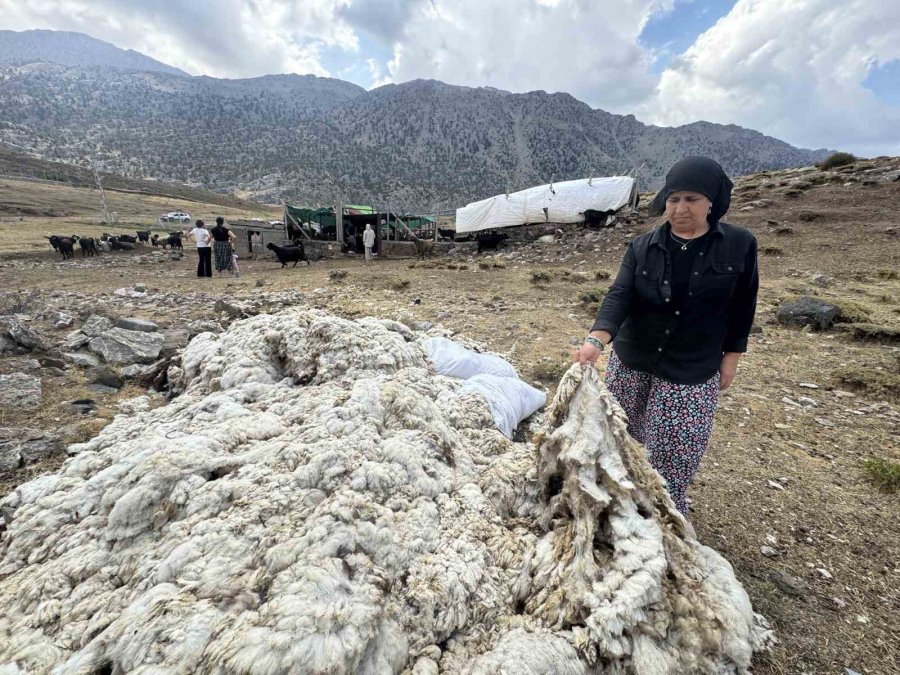 Antalya’da Yüzyıllardır Süren Yörük Kültürü ’keçi Kıl Kırkımı’