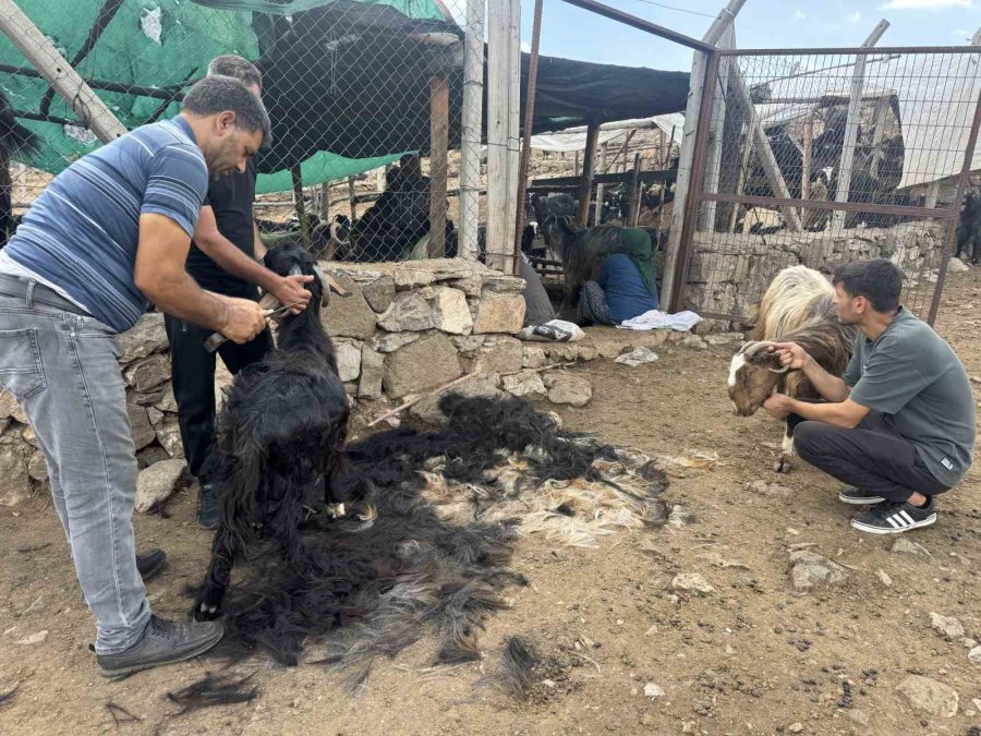 Antalya’da Yüzyıllardır Süren Yörük Kültürü ’keçi Kıl Kırkımı’