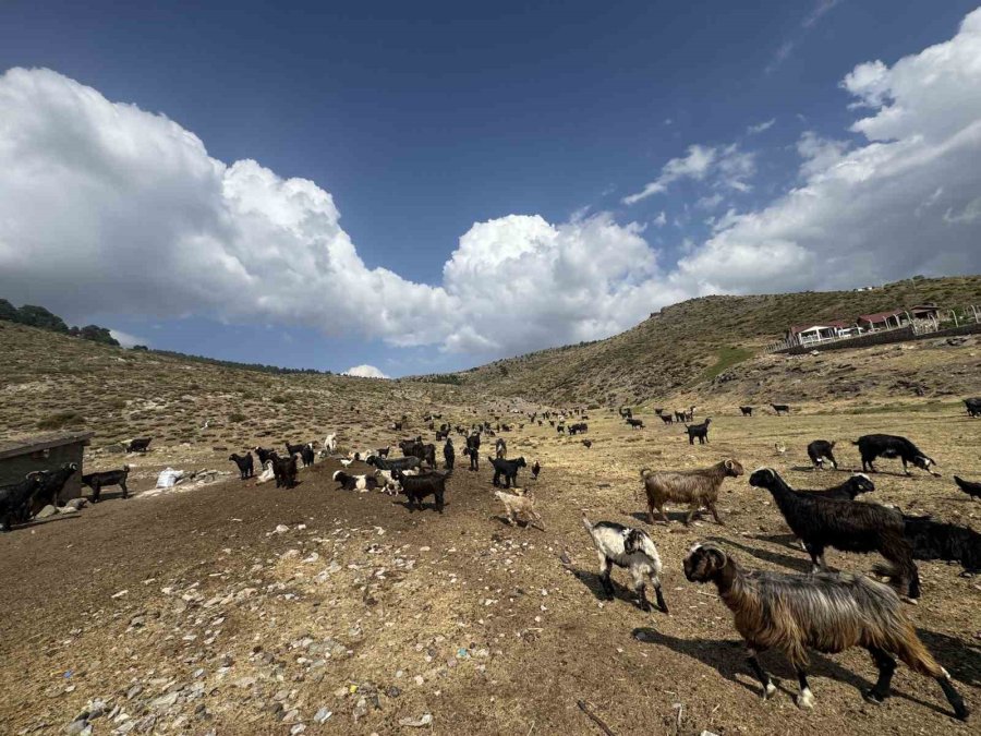 Antalya’da Yüzyıllardır Süren Yörük Kültürü ’keçi Kıl Kırkımı’