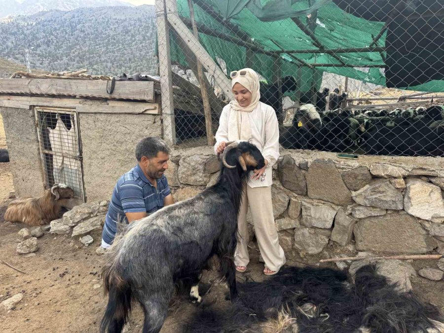 Antalya’da Yüzyıllardır Süren Yörük Kültürü ’keçi Kıl Kırkımı’