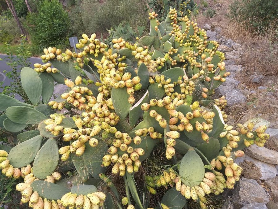 Dikenli İnciri Fazla Tüketen Vatandaşlar Hastanelik Oldu