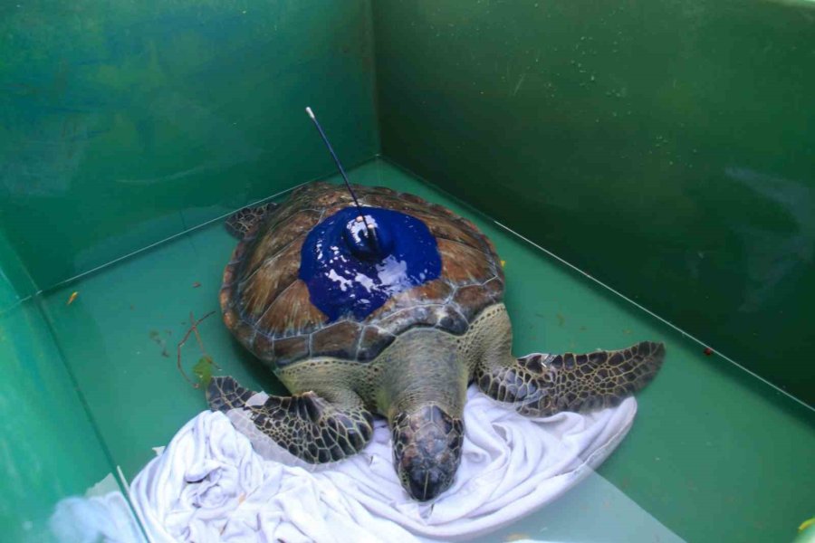 ‘kızkalesi’ Kaplumbağası Gazze’de Kayboldu, Sonra Yeniden Karada Ortaya Çıktı