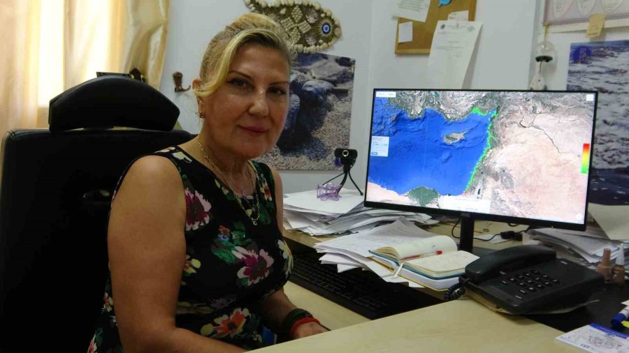 ‘kızkalesi’ Kaplumbağası Gazze’de Kayboldu, Sonra Yeniden Karada Ortaya Çıktı