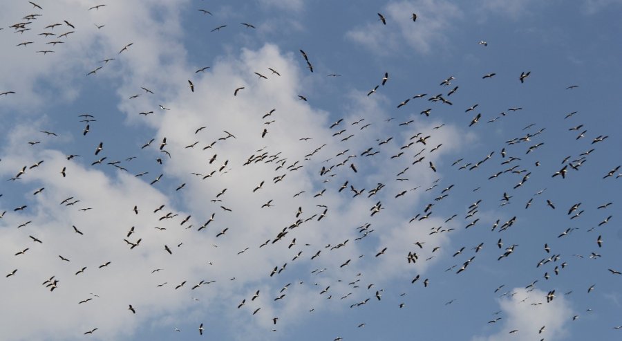 Leylekler Göç Yolunda Beyşehir’de Görüntülendi